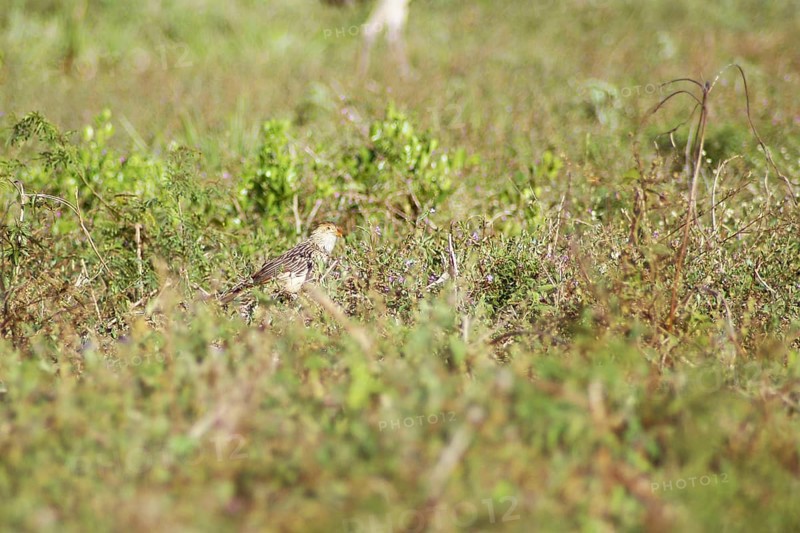 Anu-white, Guira Cuckoo, Guira guira, Pantanal, Mato Grosso do Sul, Brazil