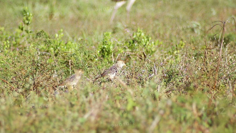 Anu-white, Guira Cuckoo, Guira guira, Pantanal, Mato Grosso do Sul, Brazil