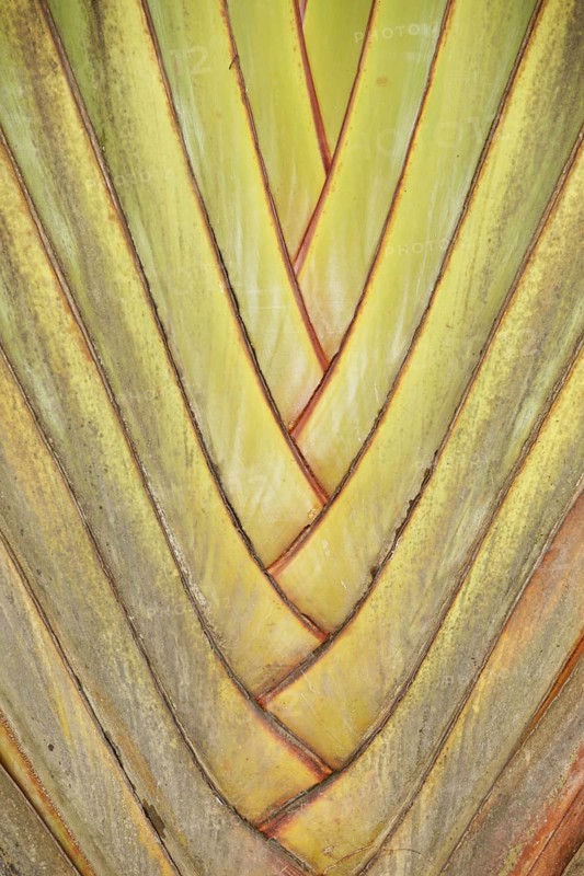 Plant, Texture, Barra do Una, Peruíbe, São Paulo, Brazil