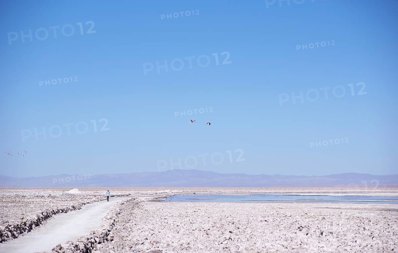 Los Flamecos Reserve National, Salar do Atacama, Atacama Desert, Region of Antofagasta, Santiago, Chile