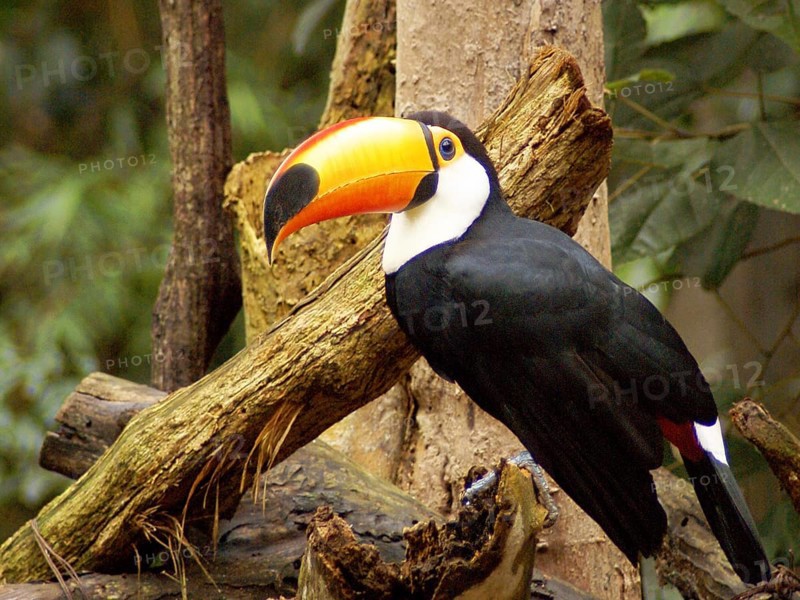 Toucan, Aves Park, Foz do Iguaçu, Paraná, Brazil