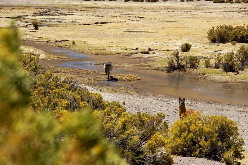 Desert of Lipez, Department of Potosi, Sud Lipez Province, La Paz, Bolívia
