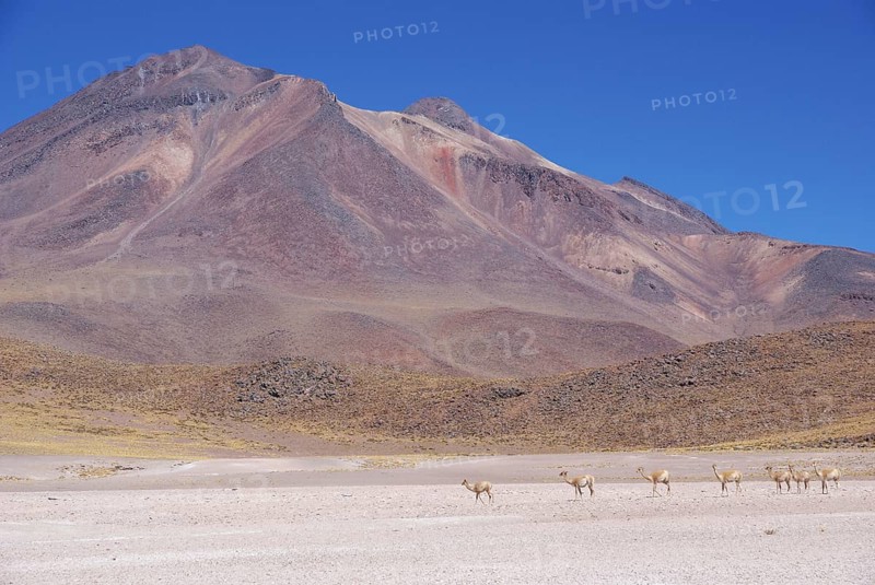 Sector Lagunas Miscanti y Miñiques - Reserva Nacional Los Flamencos - Deserto do Atacama - Região de Antofagasta - Chile ATENÇÃO: NÃO PODEMOS REPRESENTAR ESSA IMAGEM FORA DA AMERICA LATINA