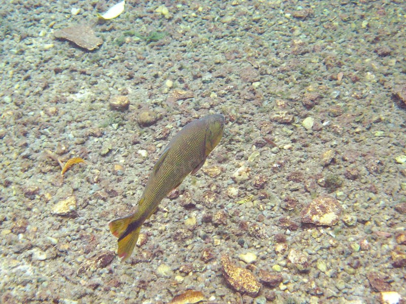Fish, Dourado, Salminus brasiliensis, Bonito, Mato Grosso do Sul, Brazil