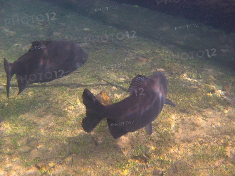 Fish, Pacu, Piaractus mesopotamicus, Bonito, Mato Grosso do Sul, Brazil