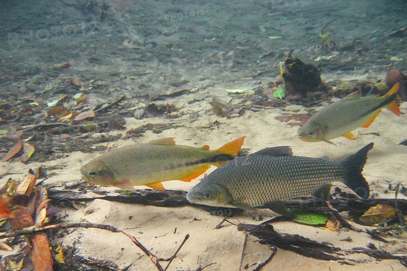 Pisces, Curimbatá, Prochilodus lineatus, Piraputangas, Brycon hilarii, Bonito, Mato Grosso do Sul, Brazil