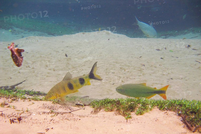 Fish, Piraputanga, Brycon hilarii, Piava, Leporinus elongatus, Bonito, Mato Grosso do Sul, Brazil