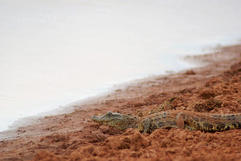 Alligator, Cabeceira do Prata Farm, Rio da Prata, Bonito, Mato Grosso do Sul, Brazil