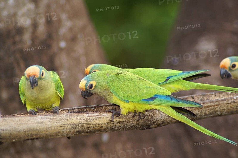 Ave, Parakeet, Cabeceira do Prata Farm, Rio da Prata, Bonito, Mato Grosso do Sul, Brazil