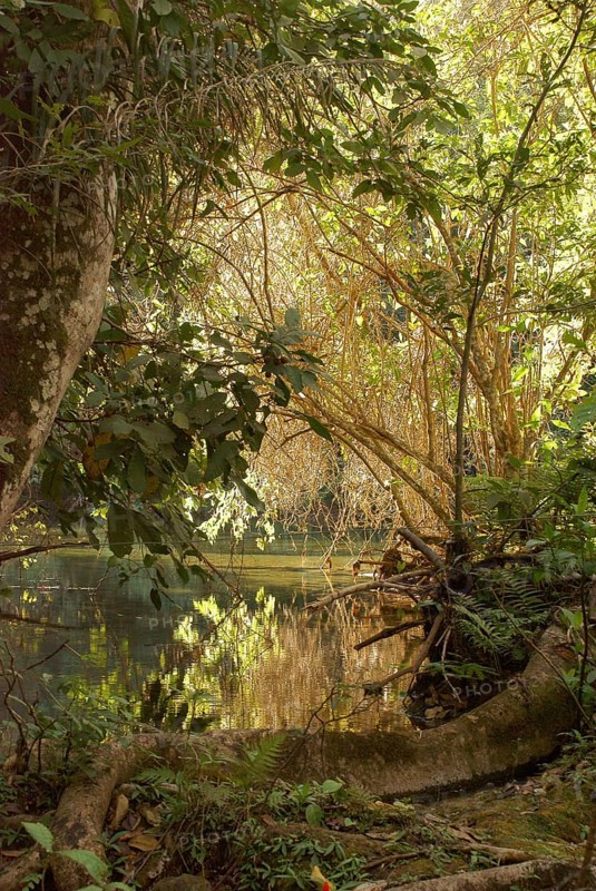 Forest, Nature, Seis Cachoeiras Park, Bonito, Mato Grosso do Sul, Brazil