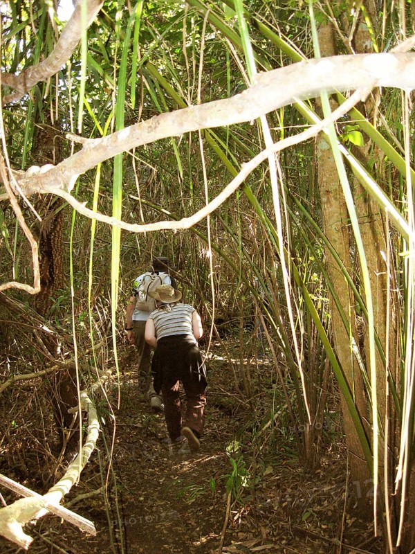 People, Treads, Pantanal, Mato Grosso do Sul, Brazil