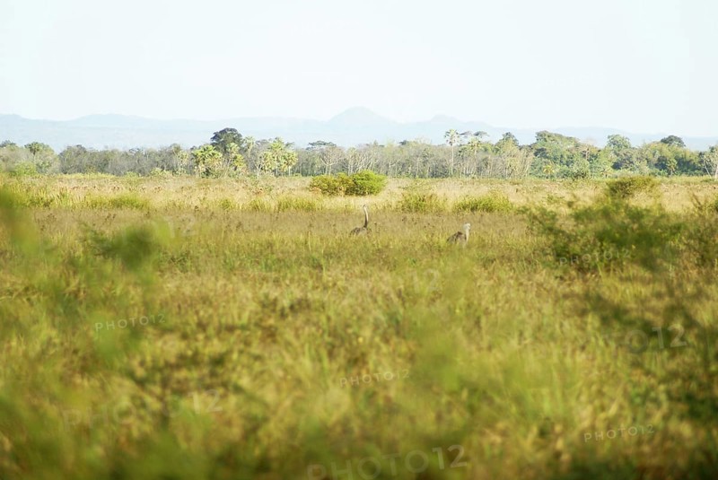 Emu, Rhea americana, Rheidae, Pantanal, Mato Grosso do Sul, Brazil
