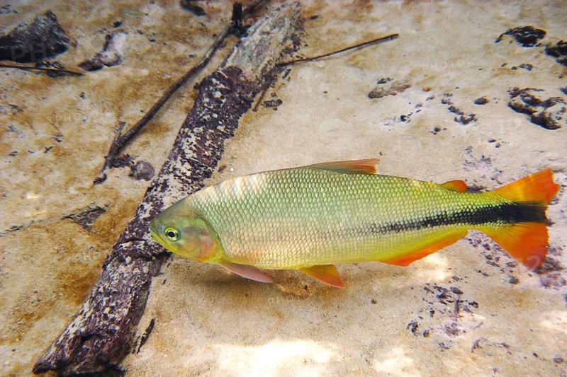 Fish, Piraputanga, Brycon hilarii, Bonito, Mato Grosso do Sul, Brazil