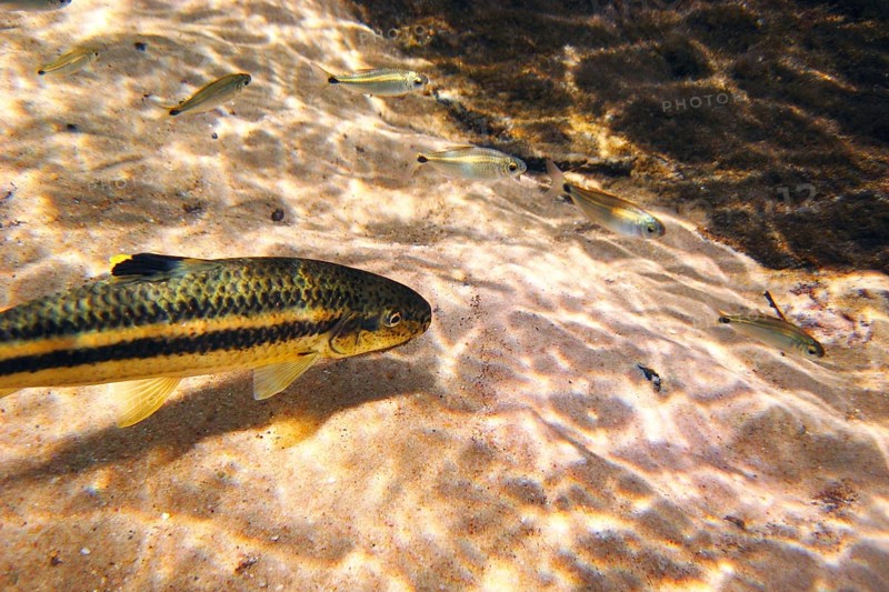 Fish, Joaninha, Crenicichla vittata, Bonito, Mato Grosso do Sul, Brazil