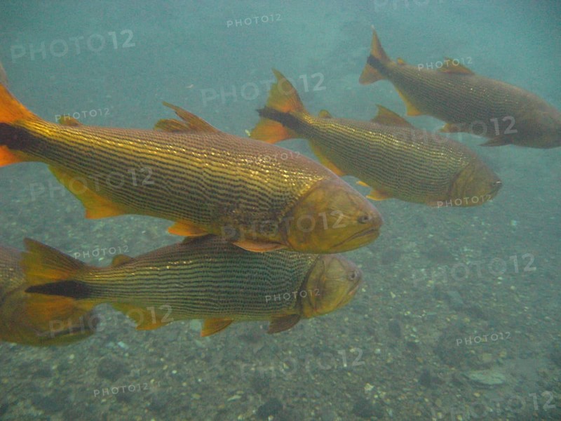 Fish, Dourado, Salminus brasiliensis, Bonito, Mato Grosso do Sul, Brazil