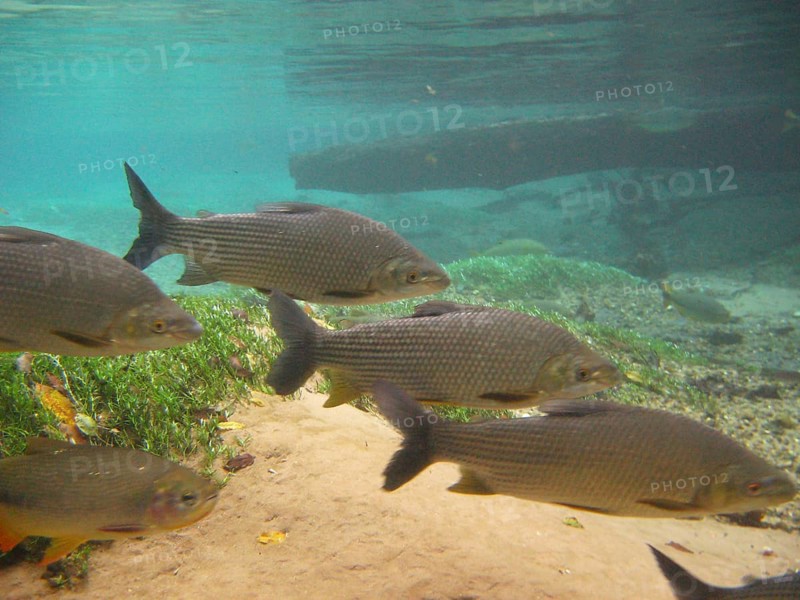 Pisces, Curimbatá, Prochilodus lineatus, Bonito, Mato Grosso do Sul, Brazil
