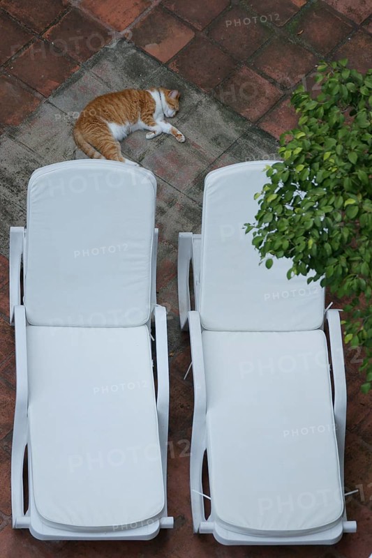 Animal, cat, sleeping, City, Rio de Janeiro, Brazil