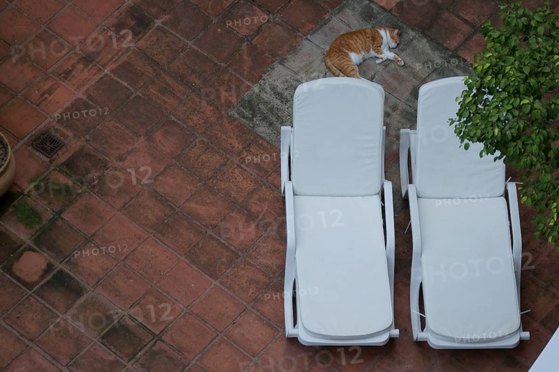 Animal, cat, sleeping, City, Rio de Janeiro, Brazil