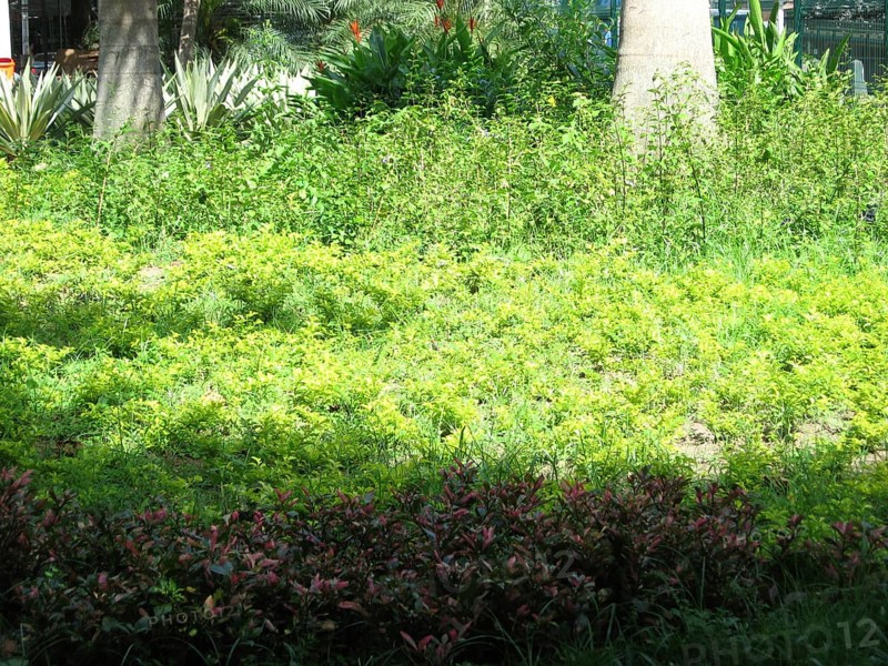 Square, City, Rio de Janeiro, Brazil