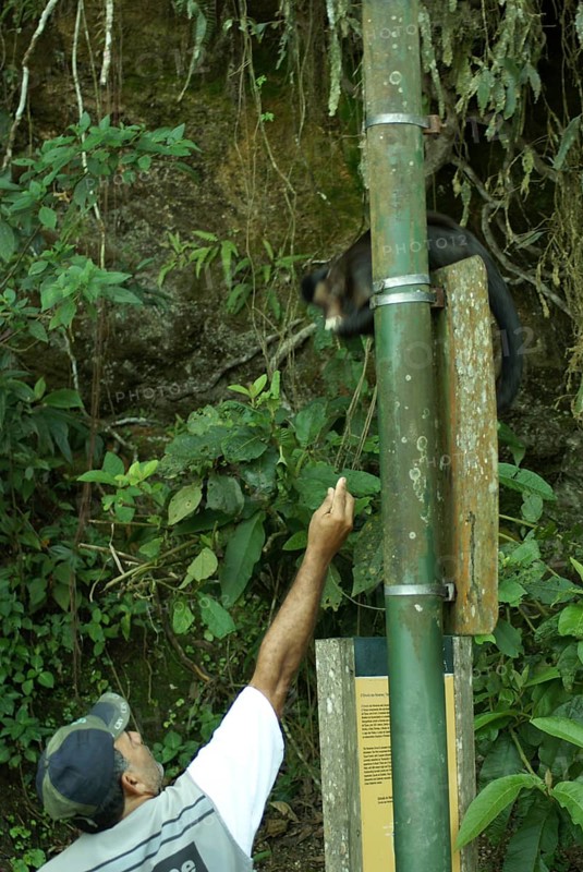People, man, Animal, Monkey-nail, Forest Tijuca, Cristo Redentor, Rio de Janeiro, Brazil
