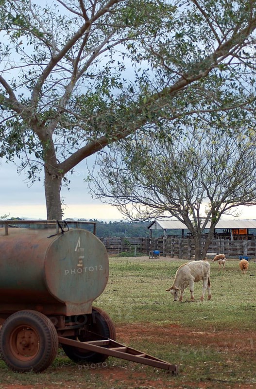 Sheep, Cattle, Cabeceira do Prata Farm, Rio da Prata, Bonito, Mato Grosso do Sul, Brazil