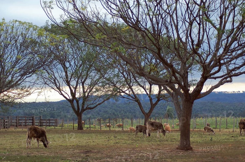 Cattle, Cabeceira do Prata Farm, Rio da Prata, Bonito, Mato Grosso do Sul, Brazil