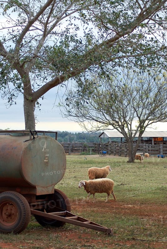 Sheep, Cabeceira do Prata Farm, Rio da Prata, Bonito, Mato Grosso do Sul, Brazil