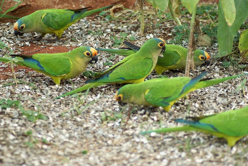 Ave, Parakeet, Cabeceira do Prata Farm, Rio da Prata, Bonito, Mato Grosso do Sul, Brazil