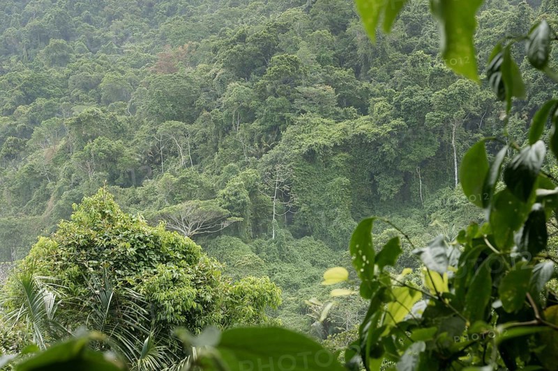 Forest, Nature, Ilha Grande, Rio de Janeiro, Brazil