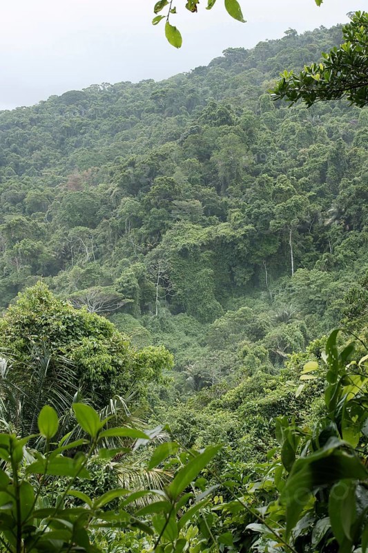 Forest, Nature, Ilha Grande, Rio de Janeiro, Brazil