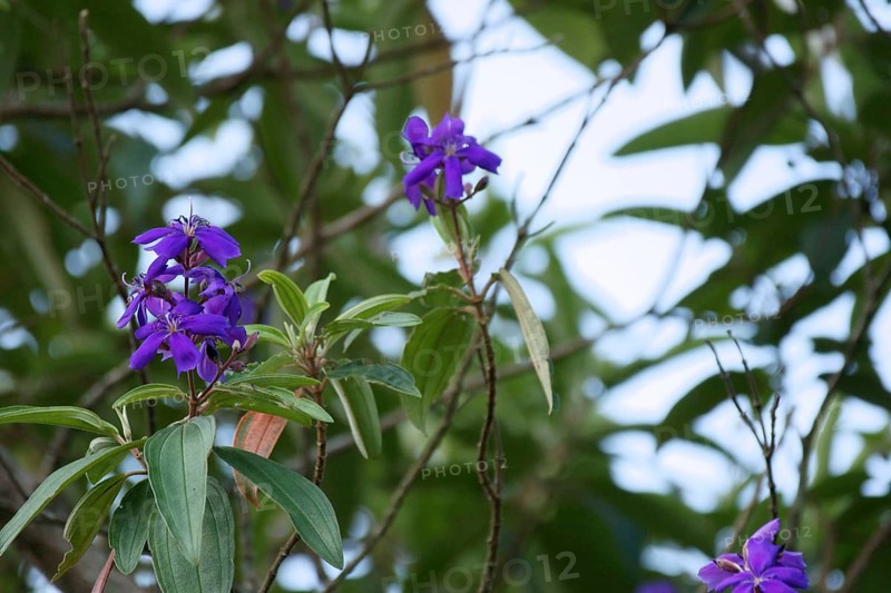 Flower, Ilha Grande, Rio de Janeiro, Brazil