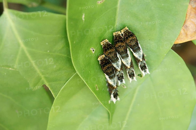 Caterpillars, Leaves, Ilha Grande, Rio de Janeiro, Brazil