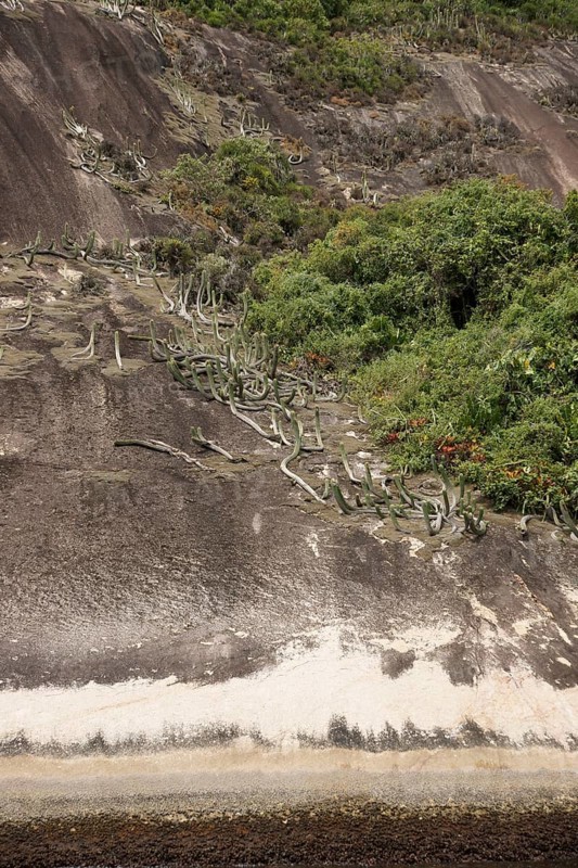 Stone, Plant, Ilha Grande, Rio de Janeiro, Brazil