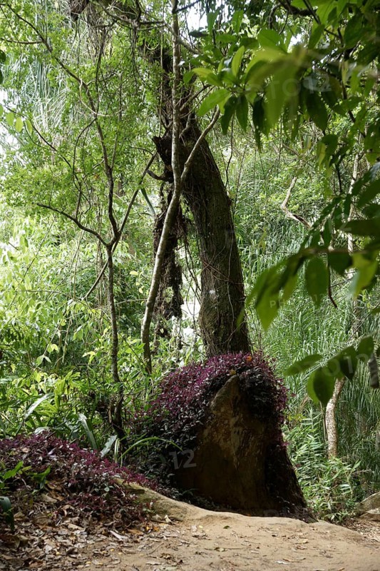 Tree, Forest, Ilha Grande, Rio de Janeiro, Brazil