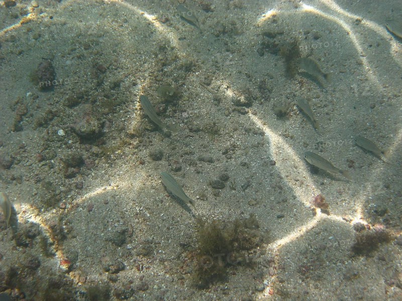 Underwater pictures, Pisces, Ilha Grande, Rio de Janeiro, Brazil