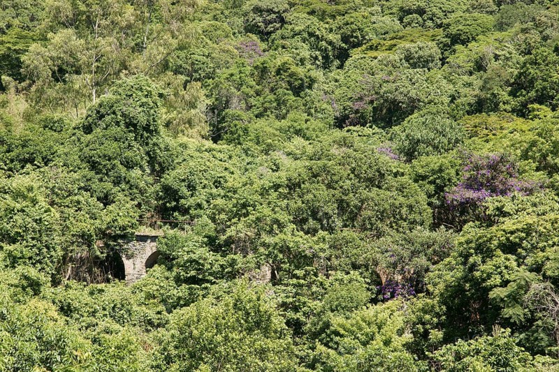 Forest, Nature, Ilha Grande, Rio de Janeiro, Brazil