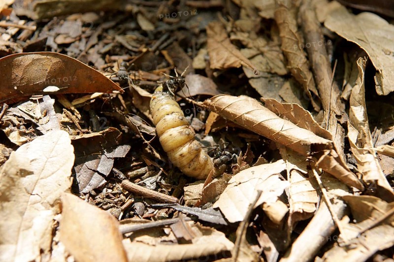 Caterpillar, Leaves, Ilha Grande, Rio de Janeiro, Brazil