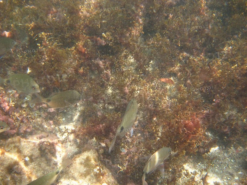 Underwater pictures, Pisces, Ilha Grande, Rio de Janeiro, Brazil
