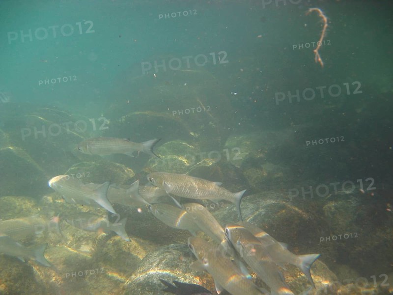Underwater pictures, Pisces, Ilha Grande, Rio de Janeiro, Brazil