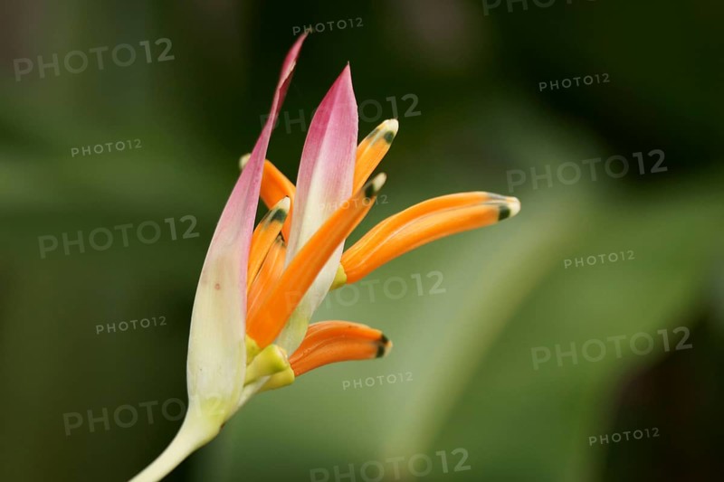 Flower, Heliconia rostrata, North Coast, Camburi, São Paulo, Brazil