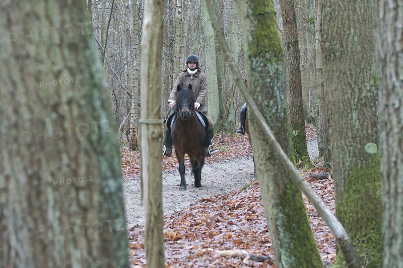 Park, Pony, Boissy sous Saint Yon, Essonne (91), France