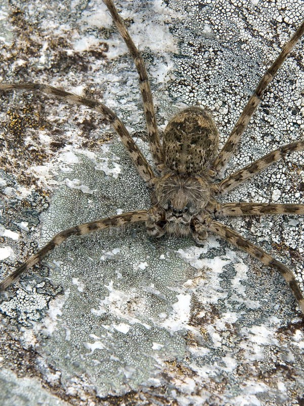 Spider, Nature, Serra do Mar State park, Núcleo Santa Virgínia, São Paulo, Brazil