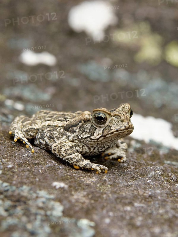Toad, Nature, Serra do Mar State park, Núcleo Santa Virgínia, São Paulo, Brazil