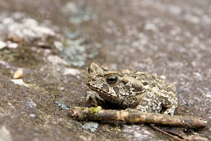 Toad, Nature, Serra do Mar State park, Núcleo Santa Virgínia, São Paulo, Brazil