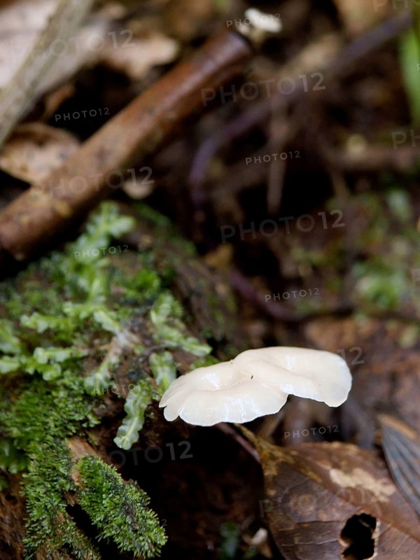 Mushrooms, Serra do Mar State park, Núcleo Santa Virgínia, São Paulo, Brazil