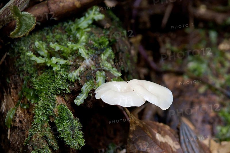 Mushrooms, Serra do Mar State park, Núcleo Santa Virgínia, São Paulo, Brazil