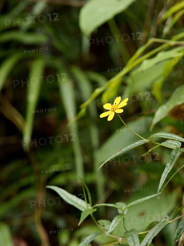 Forest, Flower, Serra do Mar State park, Núcleo Santa Virgínia, São Paulo, Brazil
