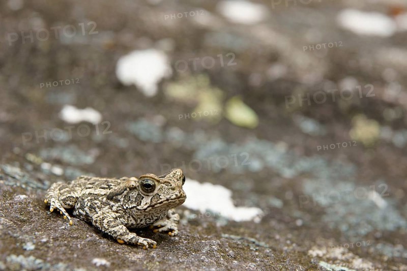 Toad, Nature, Serra do Mar State park, Núcleo Santa Virgínia, São Paulo, Brazil