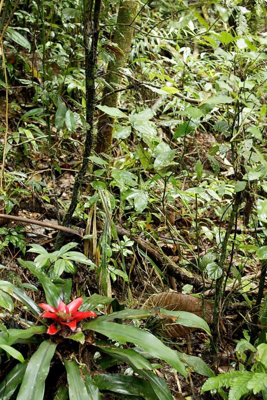 Plant, Bromélia, Serra do Mar State park, Núcleo Santa Virgínia, São Paulo, Brazil