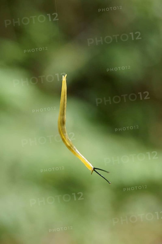 Snail, Serra do Mar State park, Núcleo Santa Virgínia, São Paulo, Brazil